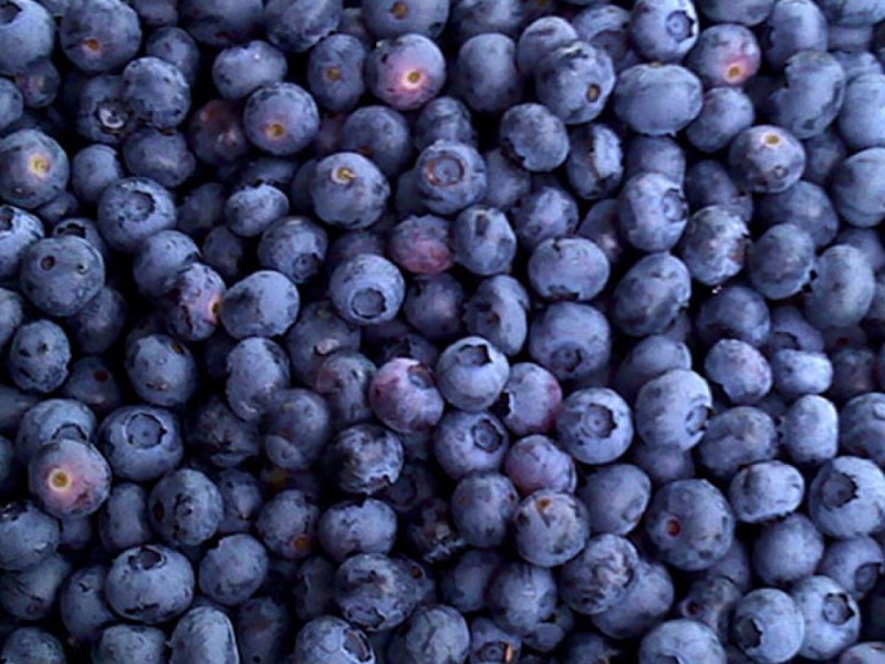 Šaldytos mėlynės 2,5 kg GIR